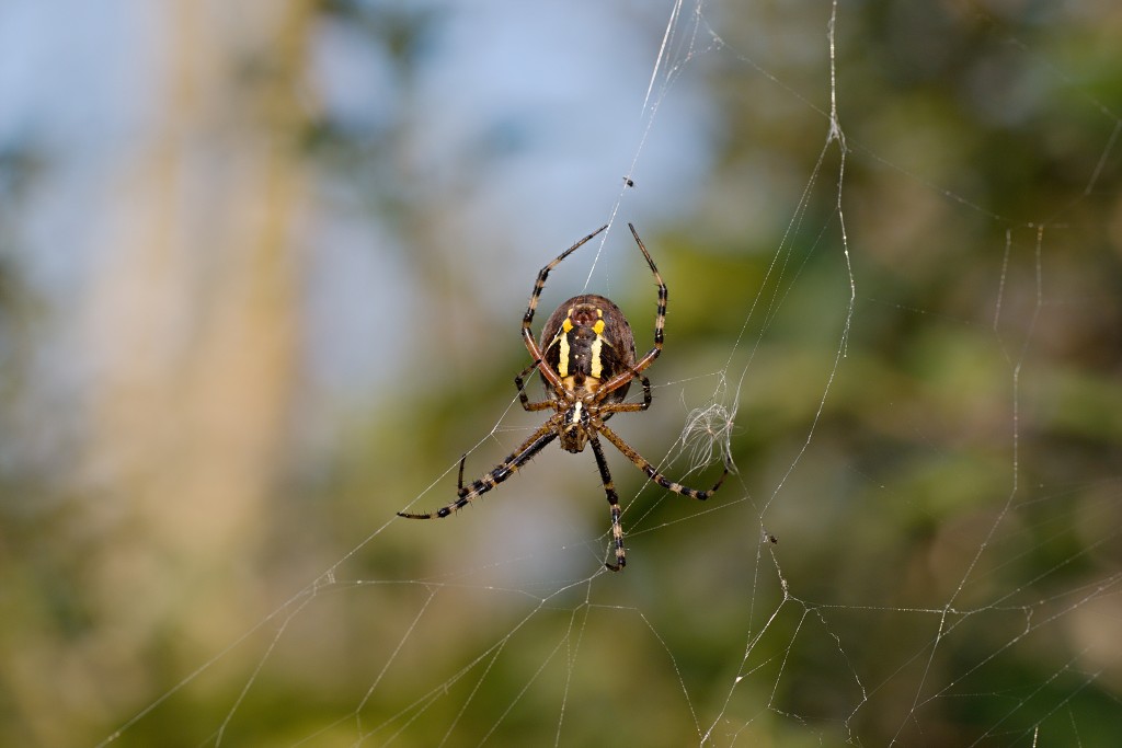 Argiope Bruennichi Wespspin insect insecten kever kevers tor torren spin spinnen wesp wespen bij bijen sprinkhaan sprinkhanen vlieg vliegen mug muggen